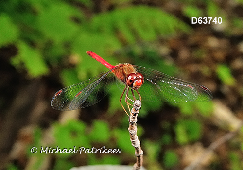 Autumn Meadowhawk (Sympetrum vicinum)